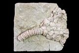 Fossil Crinoid (Actinocrinites) - Keokuk Formation, Missouri #157196-1